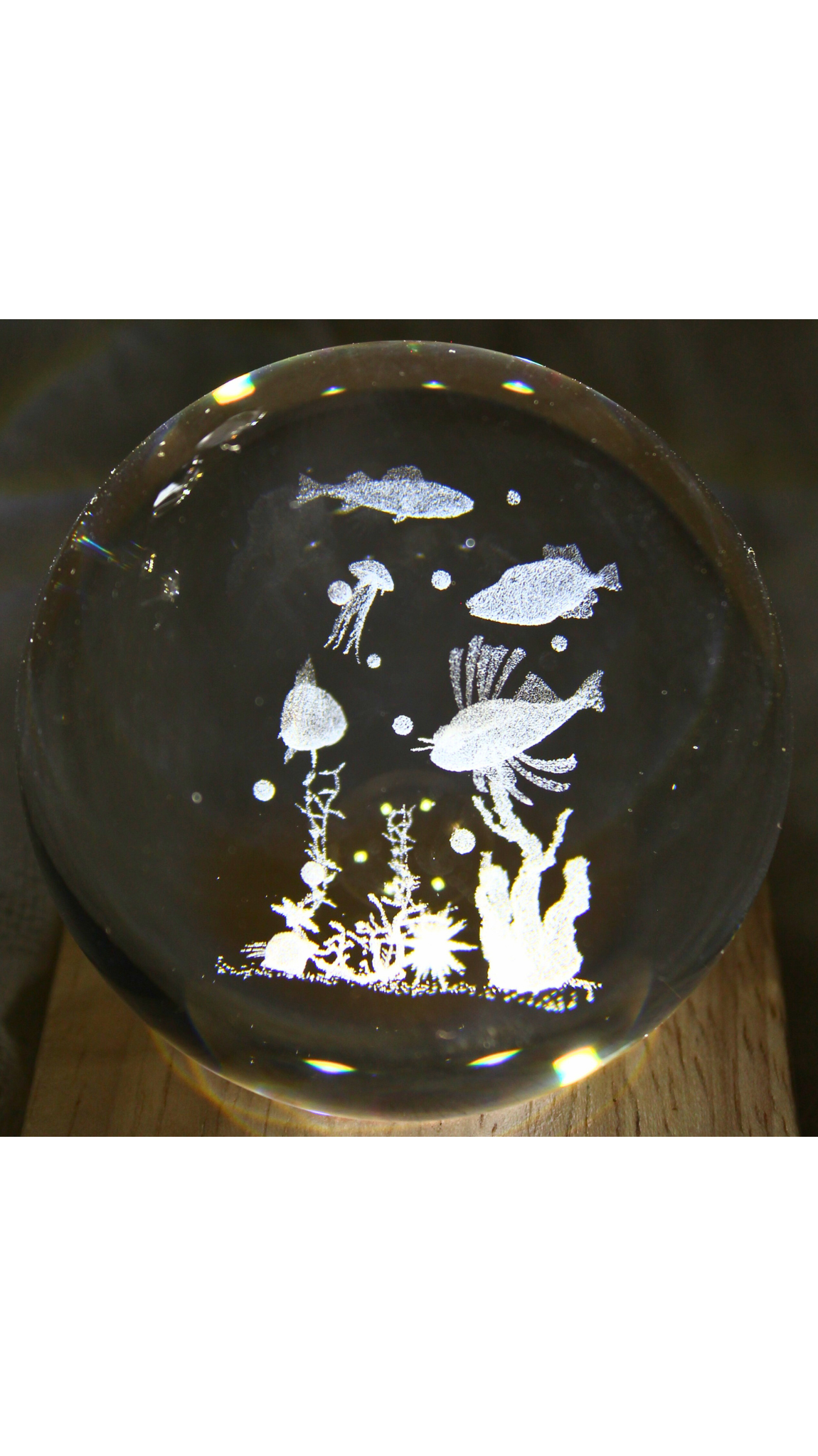 Seabed LED Table Lamp